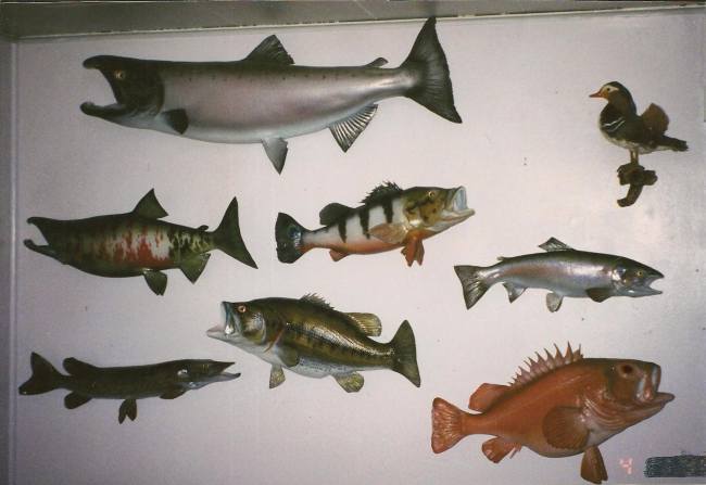 fish reproductions