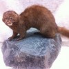 mink