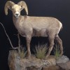 Mount by Wes' Western Taxidermy