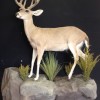 Mount by: Wes' Western Taxidermy