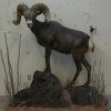 Mount by: Wes' Western Taxidermy