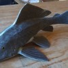 sailfish catfish
