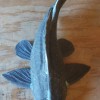 sailfish catfish