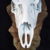 MDSK-161 Mule Deer Skull