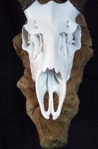MDSK-161 Mule Deer Skull